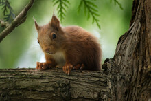 Cute Squirrel Sits On A Thick Branch And Looks Down Curiously