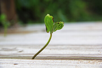 Wall Mural - green plant
