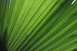 © Carolina - Macro lines and palm leaf texture. Close-up photo of green palm leaf