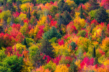 Fall colors in the Canadian forest in the province of Quebec