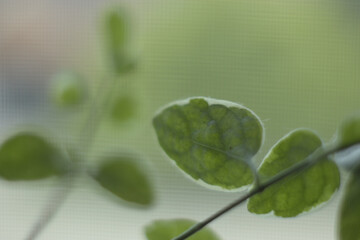 Sticker - Selective focus shot of fresh green leaves of an ornamental plant