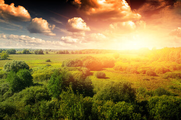 Wall Mural - Gold forest  in sunny day under blue sky.