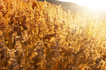 Canvas Print - Gold meadow