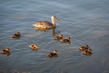 A family of ducks, a duck and its little ducklings are swimming in the water. The duck takes care of its newborn ducklings. Mallard, lat. Anas platyrhynchos