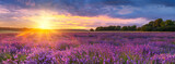 Berautiful summer sunset over lavender field