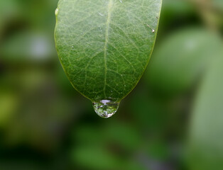 Wall Mural - Raindrops On Leaf 