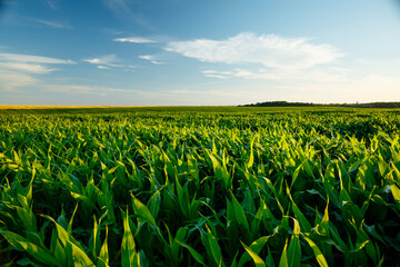 Poster - The agricultural land of a green corn farm with a perfect sky.