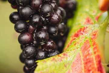 Sticker - REMICH, LUXEMBOURG-OCTOBER 2021: Reportage at the seasonal Pinot Noir grapes harvesting in the vineyards