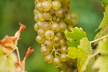 Sticker - REMICH, LUXEMBOURG-OCTOBER 2021: Reportage at the seasonal Ebling grapes harvesting in the vineyards