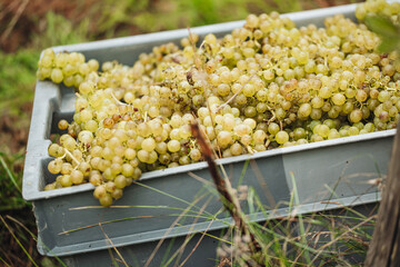 Sticker - REMICH, LUXEMBOURG-OCTOBER 2021: Reportage at the seasonal Müller-thurgau grapes harvesting in the vineyards