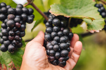 Sticker - REMICH, LUXEMBOURG-OCTOBER 2021: Reportage at the seasonal Pinot Noir grapes harvesting in the vineyards