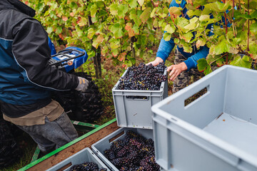 Sticker - REMICH, LUXEMBOURG-OCTOBER 2021: Reportage at the seasonal Pinot Noir grapes harvesting in the vineyards