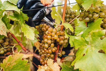 Sticker - REMICH, LUXEMBOURG-OCTOBER 2021: Reportage at the seasonal Müller-thurgau grapes harvesting in the vineyards