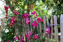 Pink Flowers Blooming On Wooden Fence