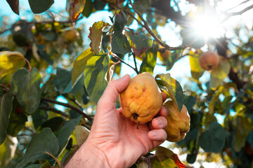 Poster - Farmer hand picking ripe quince fruit in the orchard