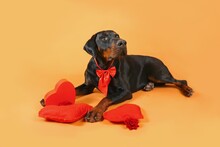 Doberman Lying Down With A Red Bow Around His Neck And Red Hearts In Front Of Him 