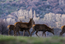 Herd Of Deer Standing In A Meadow, Capcir, Cerdagne, Pyrenees-Orientales, France