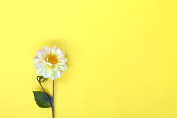 White single dahlia flower on yellow background. Copyspace.