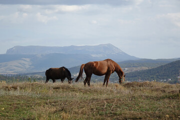 Sticker - Crimean landscape with horses, Ukraine