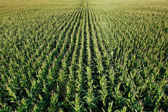 Rows of corn plants growing on a farm field in a rural area