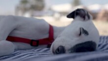 Cute Pet Whippet Puppy Resting At Beach