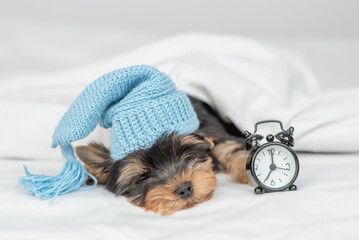  Yorkshire terrier puppy wearing blue warm hat sleeps with alarm clock under white warm blanket on a bed at home