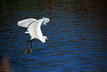 Little Egret Flying In To The Lake To Fish