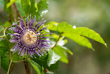 Blue Passion Flower Or Passion Flower Flowers And Green Leaves On Nature Background.