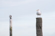 A seagull sitting on a wooden pole enjoying the sun at the beach