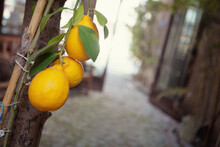 Close-Up Of Three Lemons Growing On A Tree, Turkey