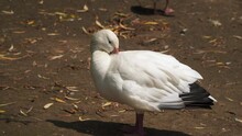 Ross's Goose Brushing Feathers. Ross's Goose (Anser Rossii) Is A White Goose With Black Wingtips