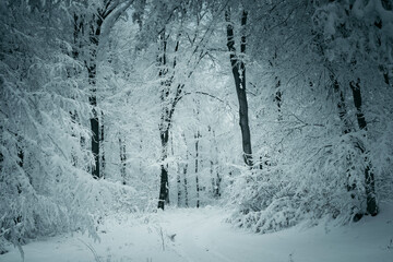 Wall Mural - frozen forest in winter, mysterious landscape