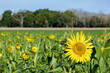 A blooming sunflower and bees in a cover crop field with blue sky and woods in the background.