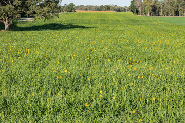 Wall Mural - A field of multiple cover crops with blooming sunflowers in the autumn.
