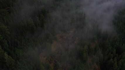 Very moody atmosphere in a pine Forest deep inside British Coumbia.