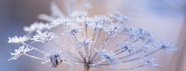 Abstract blurred bokeh soft web banner background with Wild angelica plant dry compound umbels of flowers covered with white and shiny frost crystals, winter magic concept