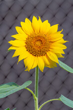 Pretty Yellow Sunflower Blooming In Front Of Chain Link Fence