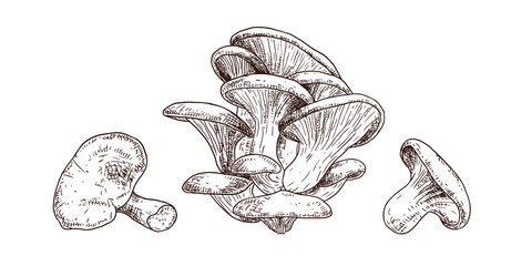 Wall Mural - Hand drawn oyster mushrooms. Isolated sketch on white background. Vector illustration.