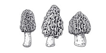 Hand Drawn Morel Mushroom. Isolated Sketch On White Background. Vector Illustration.