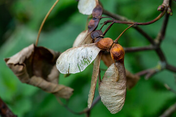 maple seeds