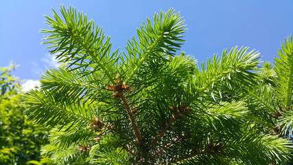 Canvas Print - fresh branch of evergreen coniferous tree in sunlight on blue sky background