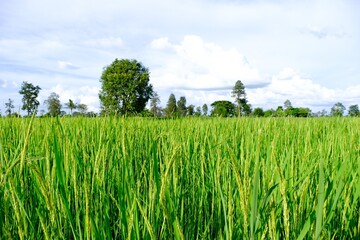 Wall Mural - green field and blue sky