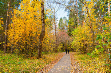 Wall Mural - a winding path in the autumn forest.