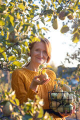 Wall Mural - happy girl with basket picking pears