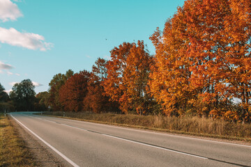 Wall Mural - autumn leaves in the wind and road