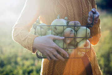 Wall Mural - girl holding pears