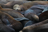 Fototapeta Nowy Jork - Seals on the pier