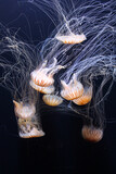Fototapeta Nowy Jork - Jellyfishes under glass