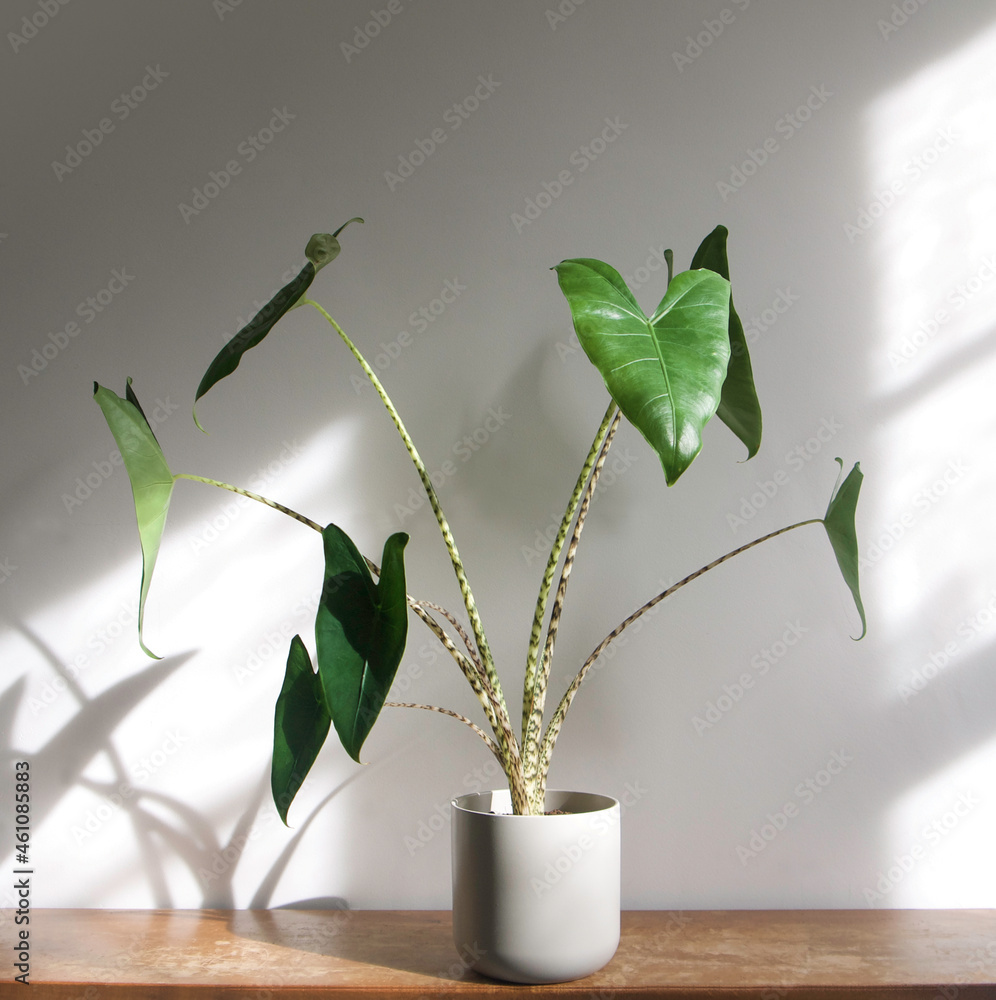 Alocasia zebrina Tiger houseplant in pot on shabby chic, grungy wooden  shelf. Isolated on white background, text space. Black and white striped  stem, glossy textured, green, and arrow shaped leaves. Stock Photo |