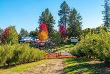 Families Enjoy A Sunny Autumn Day At An October Harvest Festival In Rural Green Bluff, Washington, USA, Near Spokane. Pumpkin Patch, Apples Orchard And Live Music In View.